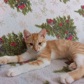 Пожалейте котенка! Отличный охотник!