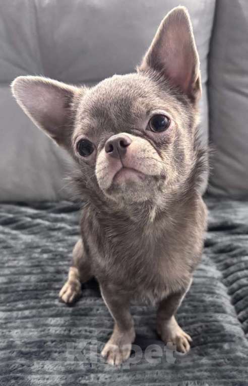 Собаки в Воронеже: Кобель для вязки Мальчик, 20 000 руб. - фото 2