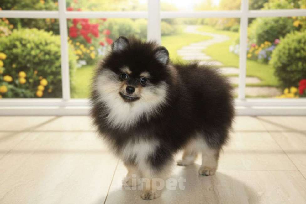 Собаки в Раменском: Мальчик шпица Мальчик, 40 000 руб. - фото 1