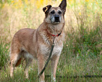 Собаки в Ногинске: Живёт в приюте уже не первый год тихая и скромная девочка. Зовут Дина. Девочка, Бесплатно - фото 10