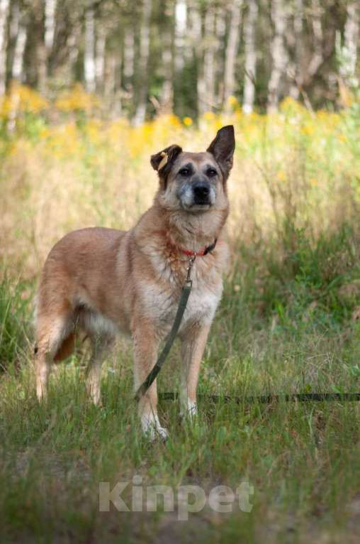 Собаки в Ногинске: Живёт в приюте уже не первый год тихая и скромная девочка. Зовут Дина. Девочка, Бесплатно - фото 10
