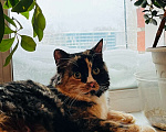 Кошки в Новосибирске: Кошка трехцветная в хорошие руки! Девочка, 5 руб. - фото 6