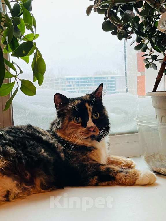 Кошки в Новосибирске: Кошка трехцветная в хорошие руки! Девочка, 5 руб. - фото 6