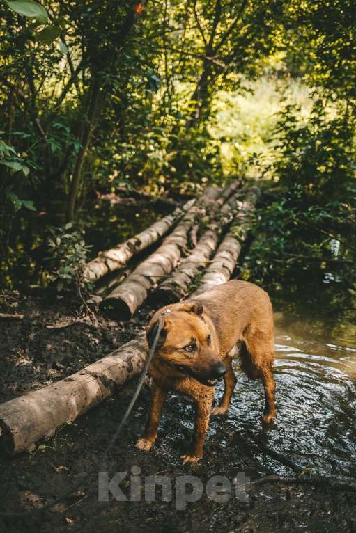 Собаки в Москве: Руфо Мальчик, Бесплатно - фото 6