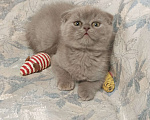Кошки в Москве: Вислоухий котенок лилового окраса Мальчик, 25 000 руб. - фото 2