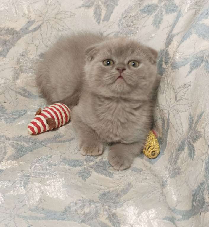 Кошки в Москве: Вислоухий котенок лилового окраса Мальчик, 25 000 руб. - фото 2