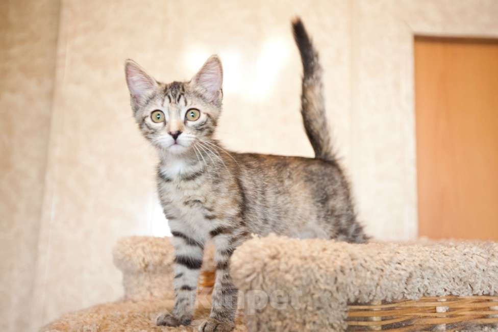 Кошки в Москве: Серо-бежевый котёнок в добрые руки  Девочка, Бесплатно - фото 2