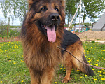 Собаки в Чехове: Вязка немецких овчарок, Бесплатно - фото 3