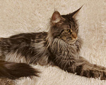 Кошки в Ардоне: Мейн- кун, 5 000 руб. - фото 3
