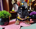 Собаки в Владимире: Девочка французский бульдог  Девочка, 80 000 руб. - фото 3