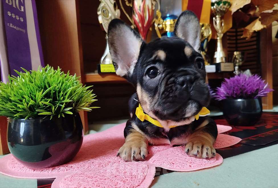 Собаки в Владимире: Девочка французский бульдог  Девочка, 80 000 руб. - фото 3