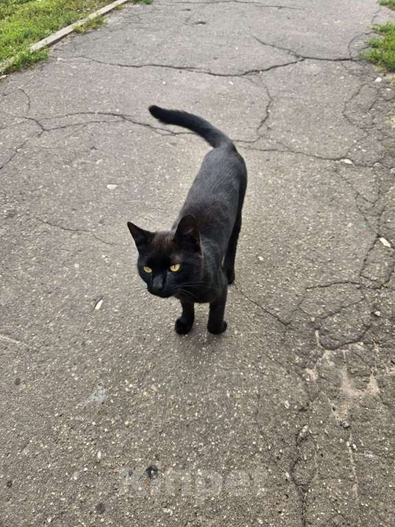 Кошки в Балашихе: выкинули трех бедолаг кошек , мега ласковые пропадут.. Мальчик, Бесплатно - фото 2