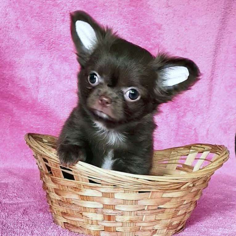 Собаки в Зеленограде: Чихуахуа шоколадка Девочка, 55 000 руб. - фото 4