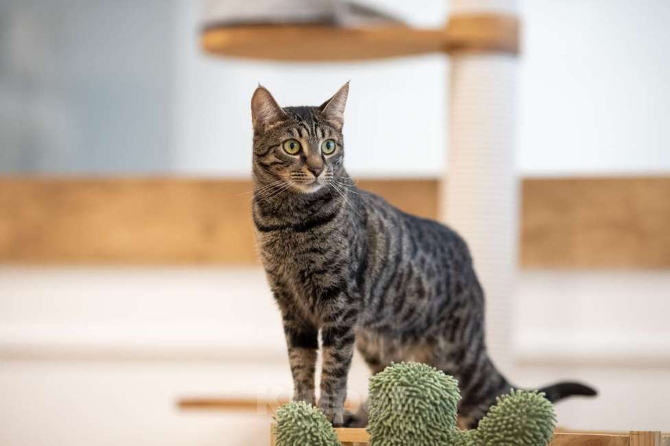 Кошки в Москве: кошечка Ариша в добрые руки Девочка, Бесплатно - фото 3