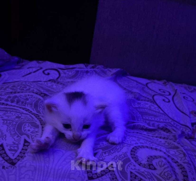 Кошки в Тарко-Сале: Отдам котёнка в добрые руки Мальчик, Бесплатно - фото 1