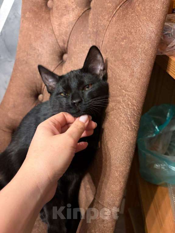 Кошки в других городах Московской области: Кошка в добрые руки. Гладкошерстная, умная приученная девочка Девочка, Бесплатно - фото 3