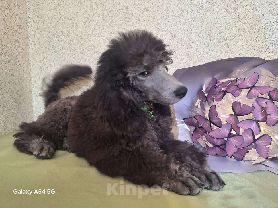 Собаки в Санкт-Петербурге: Пудель средний Мальчик, 90 000 руб. - фото 4