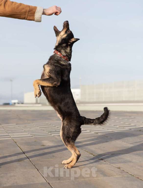 Собаки в Самаре: Собака-метис Арья в добрые руки Девочка, Бесплатно - фото 4