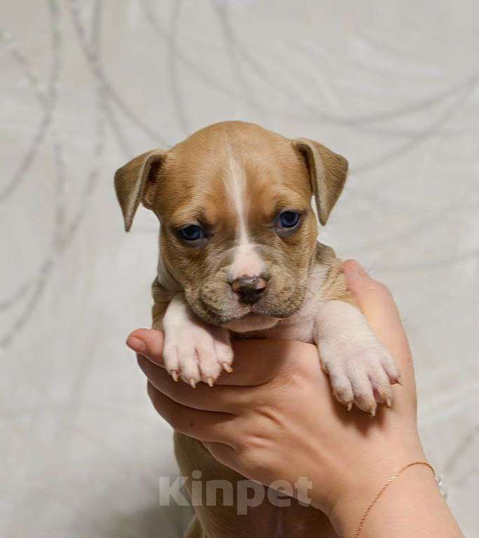 Собаки в Москве: Шикарный парень амстаффа Мальчик, 80 000 руб. - фото 3