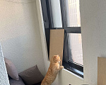 Кошки в Санкт-Петербурге: Кот в добрые руки Мальчик, Бесплатно - фото 1