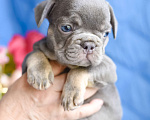 Собаки в Симферополе: мальчик лиловый щенки французского бульдога Мальчик, 80 000 руб. - фото 1