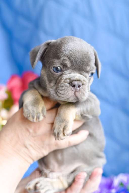 Собаки в Симферополе: мальчик лиловый щенки французского бульдога Мальчик, 80 000 руб. - фото 1
