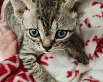 Кошки в Санкт-Петербурге: Котенок Девон-рекс 14.04.2025 гр Мальчик, 25 000 руб. - фото 4