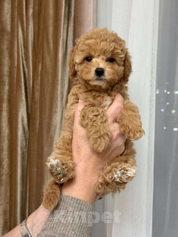 Собаки в Сочи: Щенок мини мальтипу девочка Девочка, 120 000 руб. - фото 2