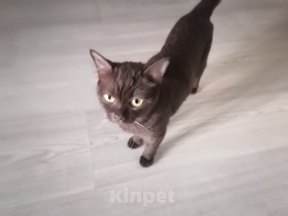 Кошки в Уфе: Отдам в добрые руки Мальчик, Бесплатно - фото 7