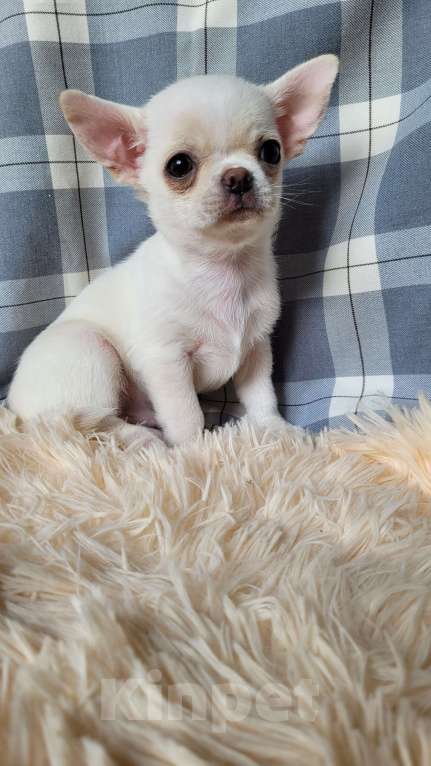 Собаки в Москве: Чихуахуа белый мальчик Мальчик, Бесплатно - фото 4