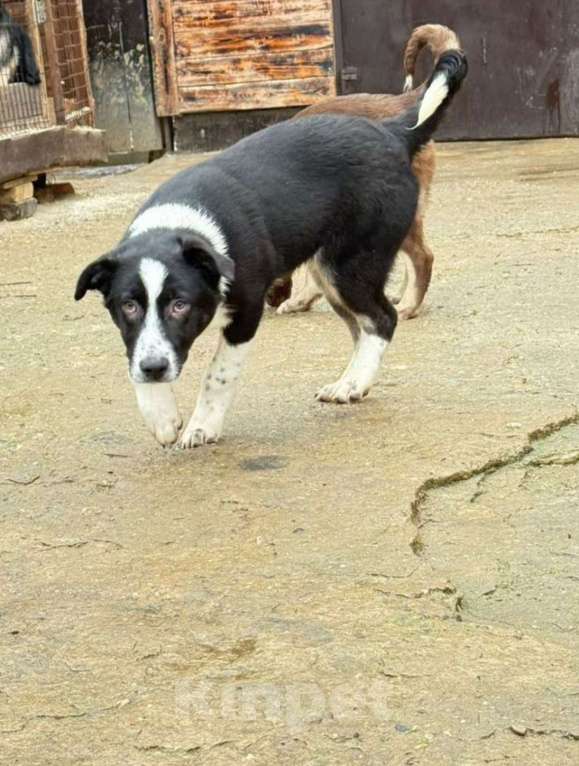 Собаки в других городах Владимирской области: Красавец малыш в лучшие добрые ручки Мальчик, Бесплатно - фото 3