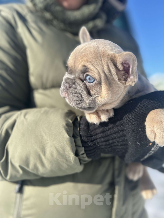 Собаки в Москве: Французский круассан 🥐 Мальчик, 100 000 руб. - фото 1