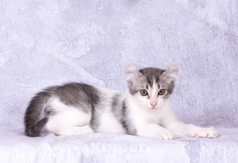 Кошки в Москве: Американский кёрл Мальчик, Бесплатно - фото 2