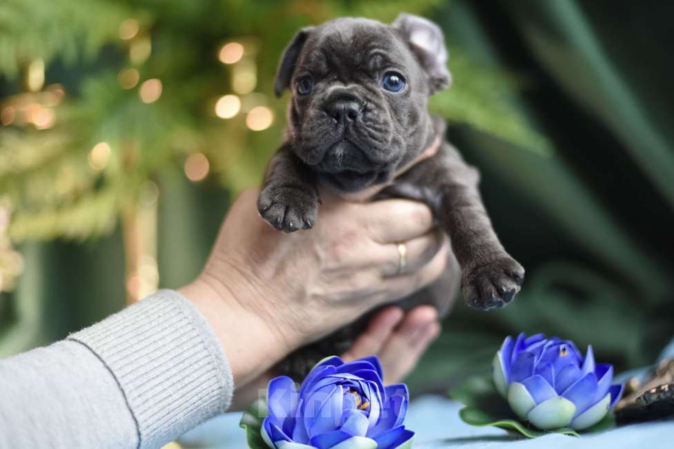 Собаки в Москве: мальчик голубой без подпала Мальчик, 65 000 руб. - фото 10