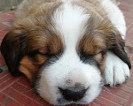 Собаки в Брянске: Московская сторожевая, щенок Мальчик, 20 000 руб. - фото 6