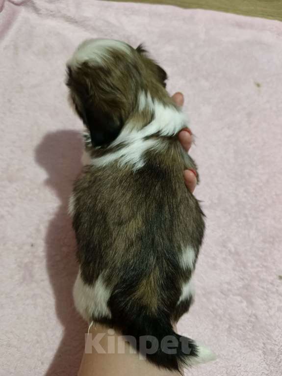 Собаки в Железногорске: Щенки ши-тцу Мальчик, 60 000 руб. - фото 4