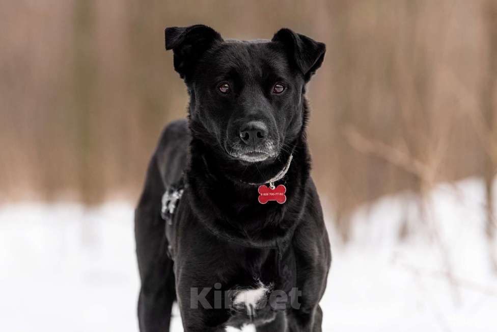 Собаки в Москве: Добрый пес Дрэйк в добрые руки. Мальчик, Бесплатно - фото 8