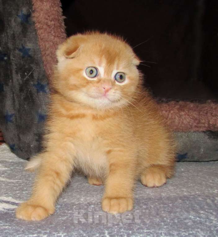 Кошки в Санкт-Петербурге: Шотландские котята Девочка, Бесплатно - фото 8