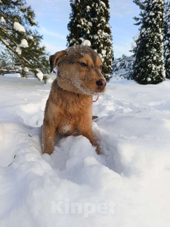 Собаки в других городах Ленинградской области: Лисенок Мальчик, Бесплатно - фото 1