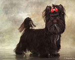 Собаки в Москве: Йоркширский  терьер-     Шоколадный  Мальчик Мальчик, 15 000 руб. - фото 1