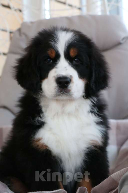 Собаки в Челябинске: бернский зенненхунд девочки Девочка, 70 000 руб. - фото 3