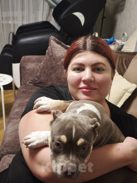 Собаки в Москве: Щенок американского булли покет девочка Девочка, Бесплатно - фото 5