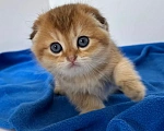Кошки в Москве: Шотландский вислоухий котенок. Золотая шиншилла Мальчик, Бесплатно - фото 4