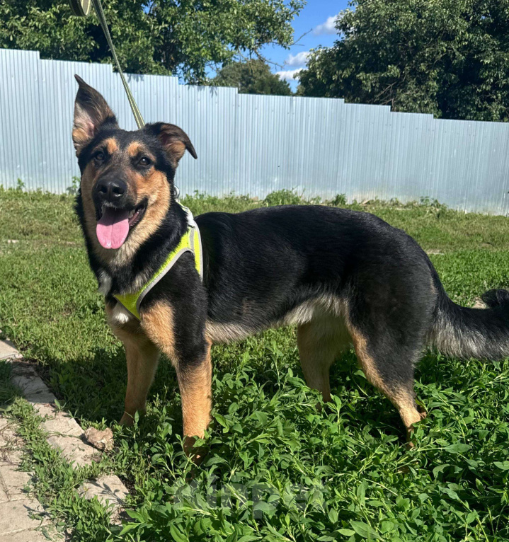Собаки в Москве: Просто очень хорошая девочка в добрые руки Девочка, Бесплатно - фото 1