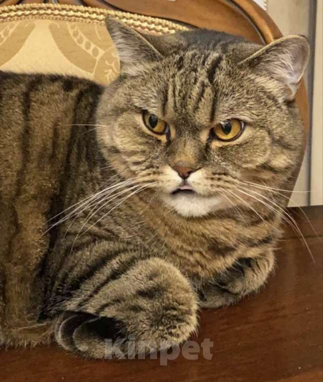 Кошки в Москве: Отдам в добрые руки Мальчик, Бесплатно - фото 4