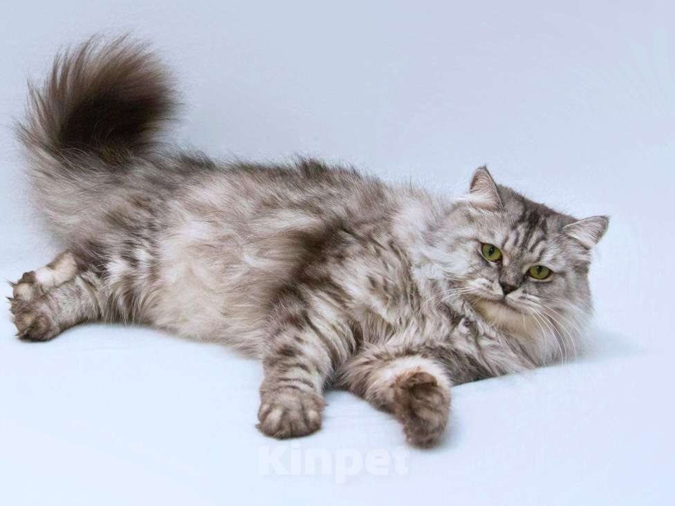 Кошки в Москве: Ласковая пушистая кошка Мисо в добрые руки Девочка, Бесплатно - фото 4