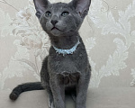 Кошки в Москве: Голубой котенок ориентальной породы  Мальчик, 60 000 руб. - фото 3