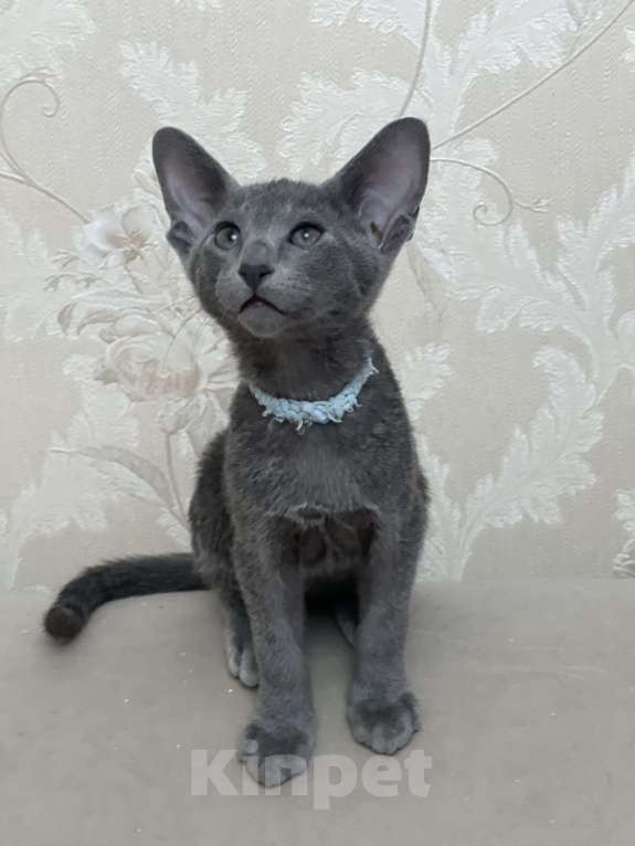 Кошки в Москве: Голубой котенок ориентальной породы  Мальчик, 60 000 руб. - фото 3