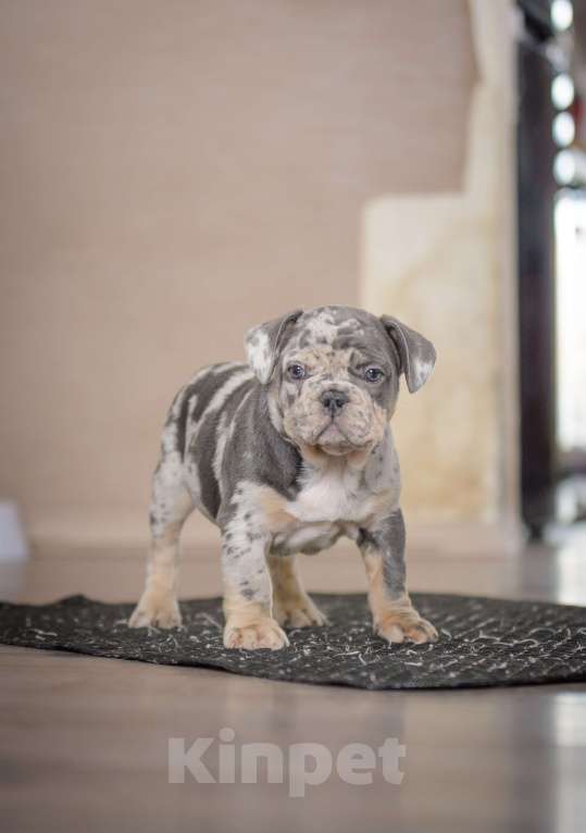 Собаки в Белгороде: Французский бульдог щенки Мальчик, 150 000 руб. - фото 1