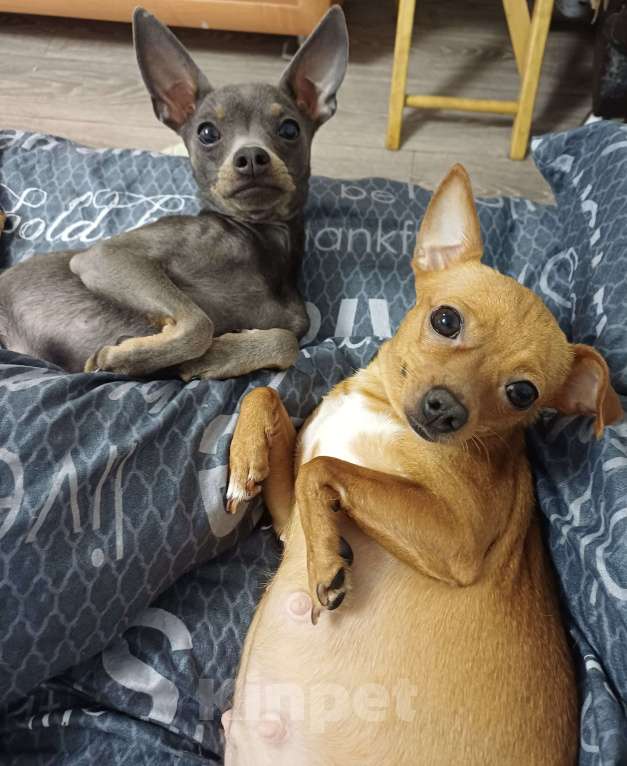 Собаки в Новороссийске: Продам той-терьера щенки Разнополые, 6 000 руб. - фото 4